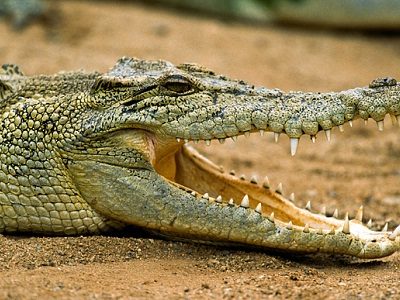 महिला पर मगरमच्छ का हमला