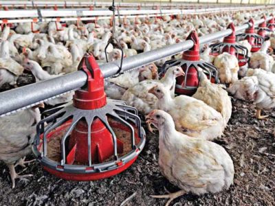 पोल्ट्री फार्म पर कोरोना का साया! पशुपालन विभाग ने दिए जांच के आदेश