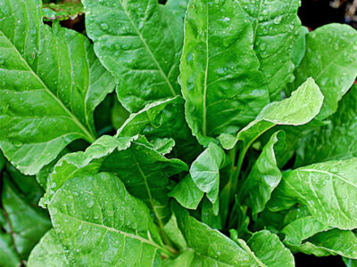 पालक में होती है रोग प्रतिरोधक शक्ति, विटामिन A, B और C से है भरपूर