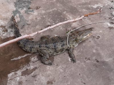 वन विभाग की टीम ने मगरमच्छ को पकड़ने में सफलता हासिल की