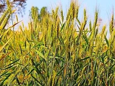 गेहूं की बंपर पैदावार में कमलनाथ सरकार का हाथ, कांग्रेस के निशाने पर बीजेपी सरकार