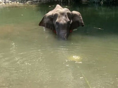 शरारती तत्वों ने गर्भवती हथिनी को पटाखों से भरा अनानास खिलाया, तड़प-तड़पकर हुई मौत