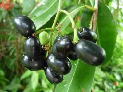 ये हैं जामुन खाने के 5 जबरदस्त फायदें, पेट से जुड़ी परेशानिया होती हैं दूर