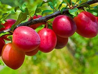 खट्टे मीठे आलूबुखारा में होते हैं कई गुण, मिनरल्स और विटामिन से है भरपूर