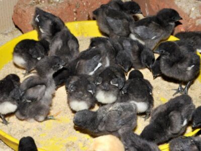 स्थापना दिवस पर 2 हजार कड़कनाथ चूजों का होगा नि:शुल्क वितरण