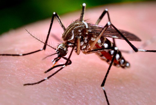 रहस्यमय बुखार से 15 साल के बच्चे ने दम तोड़ा, डेंगू को लेकर संशय