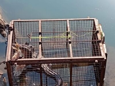 भेड़ाघाट-पंचवटी मगरमच्छ को आखिरकार पकड़ लिया गया