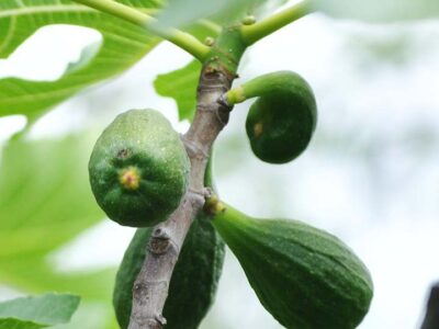 मुख्यमंत्री चौहान ने रोपा गूलर का पौधा