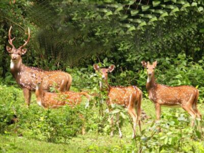 एम स्ट्राइप इकोलॉजिकल ऐप से होगी वन्यजीवों की गणना