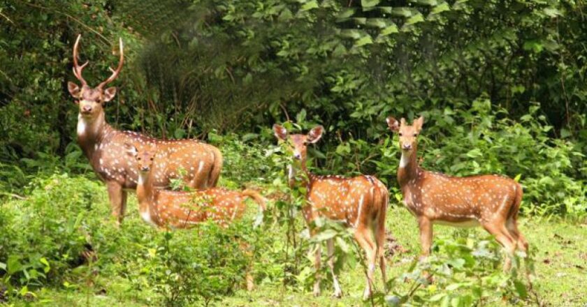 एम स्ट्राइप इकोलॉजिकल ऐप से होगी वन्यजीवों की गणना