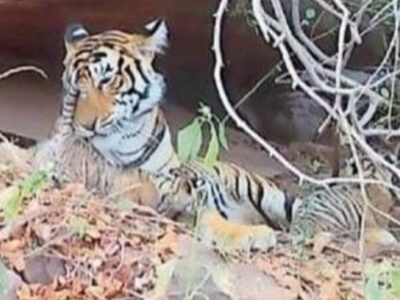 नौरादेही अभयारण्य में राधा बाघिन ने दिया दो शावकों को जन्म