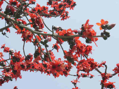 कई रोगों के इलाज में अद्भुत है सेमल