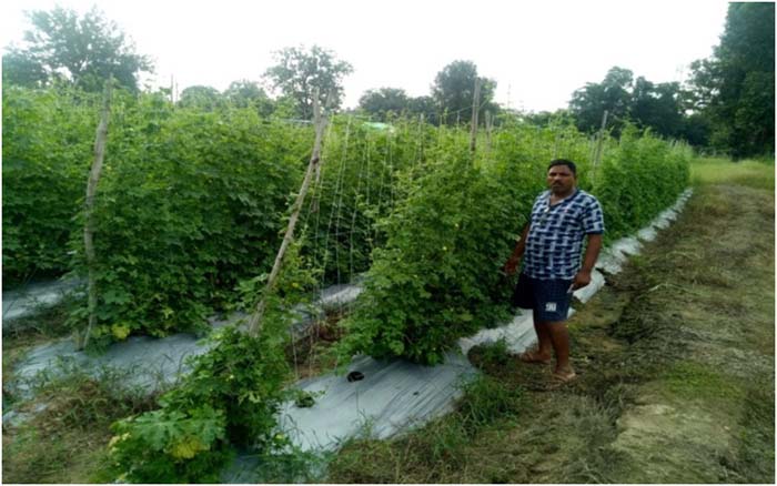 सब्जी की खेती से हो रही लाखों की कमाई, भुनेश्वर सिंह ने धान छोड़ सब्जी की खेती से लिया दोगुने से ज्यादा लाभ