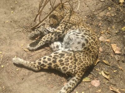 झाड़ियों के पास तेंदुआ मृत हालत में मिला, वन विभाग जाँच में जुटा