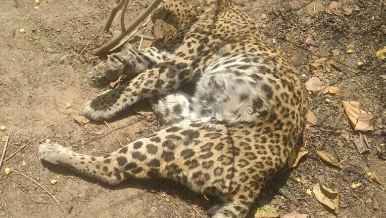 झाड़ियों के पास तेंदुआ मृत हालत में मिला, वन विभाग जाँच में जुटा