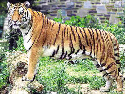 प्रदेश से ‘टाइगर स्टेट’ का दर्जा छीनने का खतरा , कम हो गए 36 बाघ