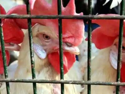 बर्ड फ्लू से करीब 200 कुरजां की मौत, पोल्ट्री फार्म से लिए गए मुर्गियों के भी नमूने