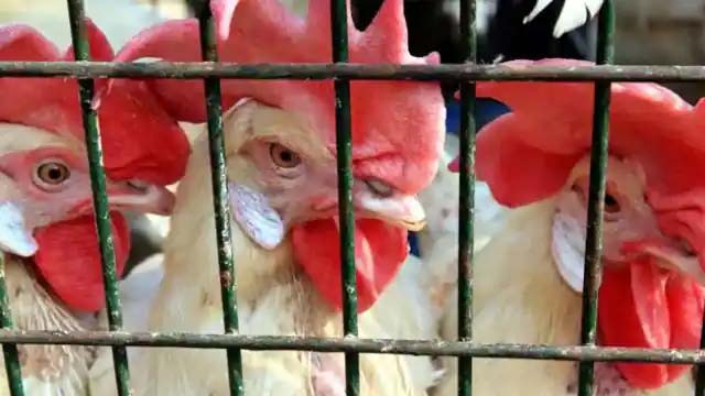बर्ड फ्लू से करीब 200 कुरजां की मौत, पोल्ट्री फार्म से लिए गए मुर्गियों के भी नमूने
