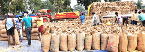 उपार्जन केंद्रो में 42 हजार 967 क्विंटल धान की हुई खरीदी
