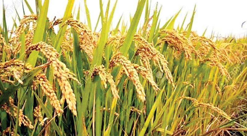 22.66 लाख पंजीकृत किसानों से 2399 सहकारी समितियों के माध्यम से छत्तीसगढ़ में आज से शुरू होगी धान खरीदी