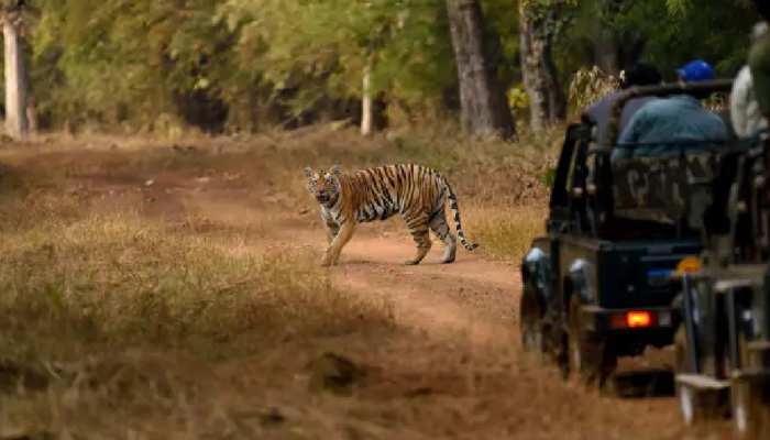 मैसूर से लाया जाएगा जंगली कुत्ता, जंगल सफारी से भेजी गई शेरनी प्रियंका