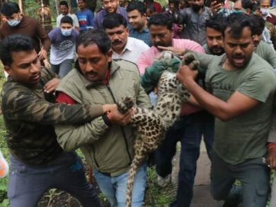 इंदौर जू से गायब तेंदुआ 6वें दिन मिला