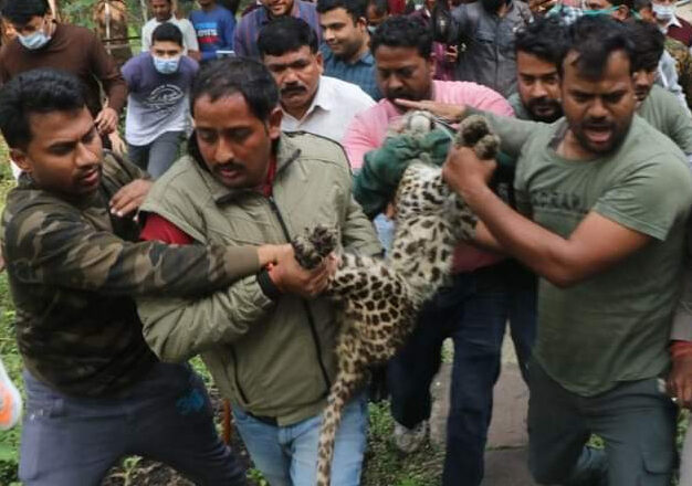 इंदौर जू से गायब तेंदुआ 6वें दिन मिला