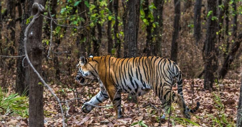 बाघों की गिनती के बीच चोरी ट्रैप