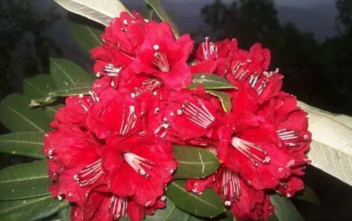 उत्तराखंड के राज्यवृक्ष बुरांश का फूल दो माह पहले खिला