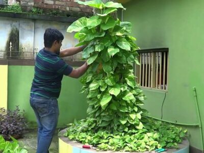 इस Condition में कभी न लगाएं Money Plant, वरना भुगतना पड़ सकता है उलटा परिणाम