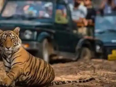 लेपर्ड, एलीफैंट और लॉयन के बाद जयपुर में जल्द टाइगर सफारी