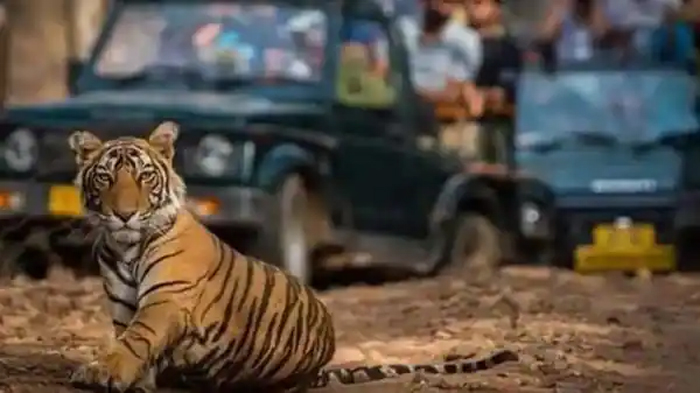 लेपर्ड, एलीफैंट और लॉयन के बाद जयपुर में जल्द टाइगर सफारी