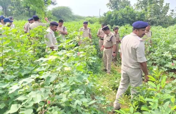 अलीराजपुर एसपी की टीम ने कपास की आड़ में गांजे की खेती का भांडा किया फोड़, दो ट्रक गांजे के पौधे किये जब्त ,तीन गिरफ्तार