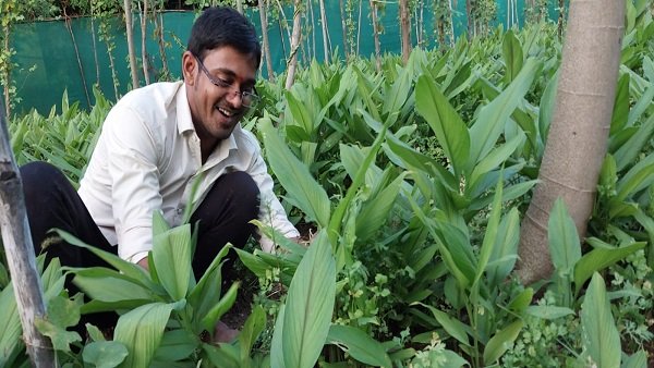 काली हल्दी की खेती कर मालामाल हो रहे है किसान