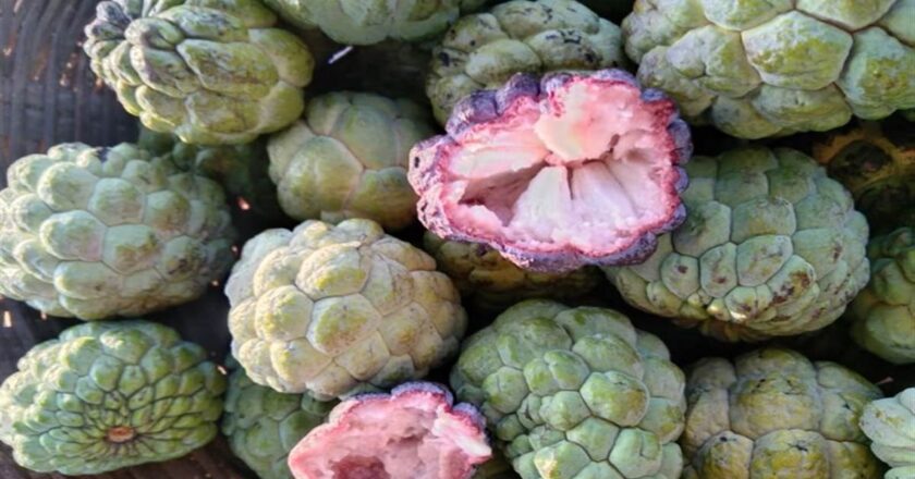 मांडू में गुलाबी रंग का सीताफल बना चर्चा का विषय