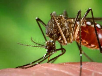 प्रदेश में डेंगू बीमारी के नियंत्रण के सतत प्रयास जारी