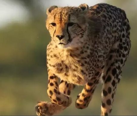 अफ्रीका से कूनो में12 चीतों की पहली खेप तीन महीनों में ,बनाए जा रहे हैं 8 बाड़े