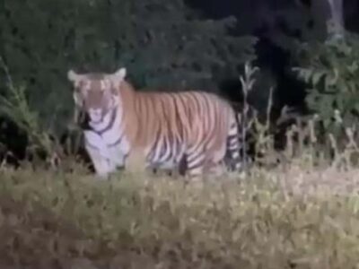 MANIT :टाइगर की दहशत से शाम तक हॉस्टल खाली करने का फरमान