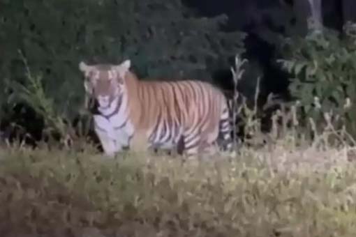 MANIT :टाइगर की दहशत से शाम तक हॉस्टल खाली करने का फरमान