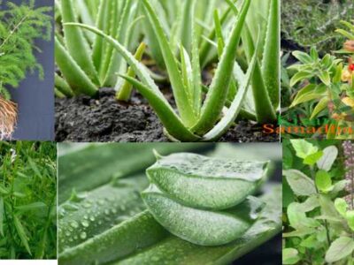 अमरकंटक में किसानों को औषधीय पौधों की खेती के लिये किया जा रहा है प्रोत्साहित