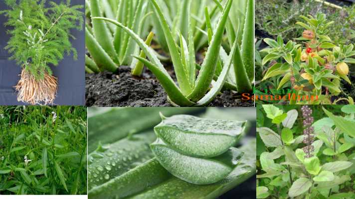 अमरकंटक में किसानों को औषधीय पौधों की खेती के लिये किया जा रहा है प्रोत्साहित