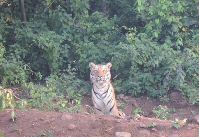 राजधानी में चार बाघों ने अब बढ़ाई दहशत