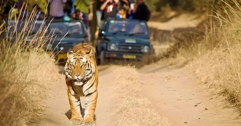 सतपुड़ा टाइगर रिजर्व में एंट्री आज से, टाइगर का दीदार करेंगे सैलानी