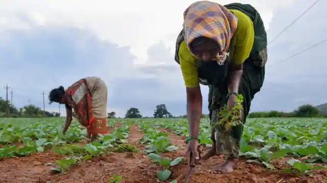 बारिश डाल सकती है जेब पर असर, कई फसलें तबाह, खाद्य कीमतें बढ़ने के आसार