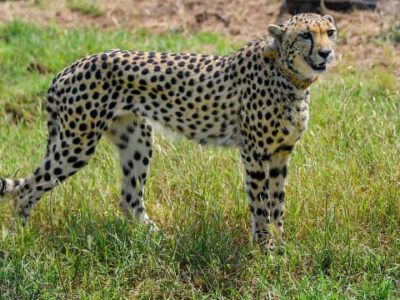 अब चीतों का नया ठिकाना बनेगा दिल्ली के पास, अरावली में जंगल सफारी बनाएगी खट्टर सरकार