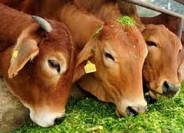 लंपी चर्म रोग के प्रकरणों में कमी