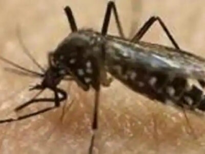 डेंगू का कहर बढ़ने से शुरू प्लेटलेट्स-प्लाज्मा फर्जीवाड़ा रैकेट