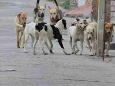 MP: आवारा कुत्तों ने Khargone में 5 साल की मासूम को नोंचा, इलाज के दौरान हुई मौत