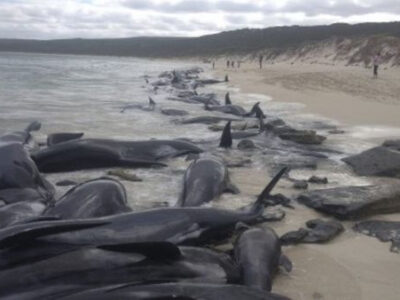 न्यूजीलैंड में फंसी लगभग 500 व्हेल मछलियों की मौत, खतरनाक शार्क की वजह से कोई नहीं कर पाया मदद