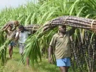 यूपी में चीनी मिलों में गन्ना पेराई का शेड्यूल जारी, इस बार चीनी कम एथानॉल ज्यादा बनेगा